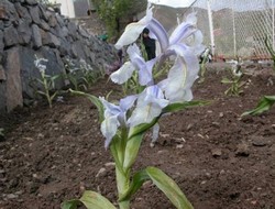 Bitki ve gen kaçakçılığı tartışıldı