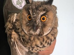 Yaralı Kulaklı Orman Baykuşu tedavi altına alındı