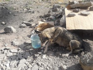 Hakkari’de başıboş köpeklere yiyecek bırakıldı