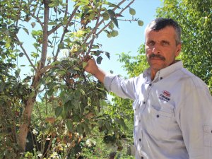 Van'da meyve ağaçlarının çiçek açması şaşırttı