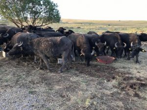 Yüksekova’da Manda dağıtımı yapıldı