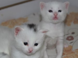 Van kedilerinin başındaki 'mühür' şaşırtıyor