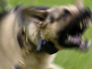 Bu köpekleri besleyenlere 7 bin 802 lira ceza