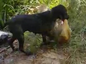 İnsanların yapmadığını köpek yaptı