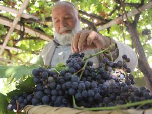 Yerli üzümlerinde hasat zamanı