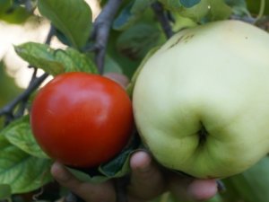 Bu meyvenin adını bilen yok