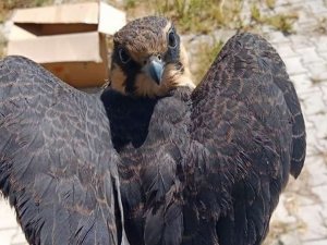 Yaralı Delice Doğan tedavi altına alındı