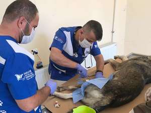 Hakkari veteriner ekipleri can kurtardı