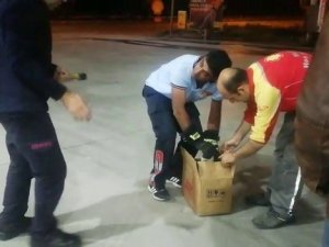 Otomobilin motoruna sıkışan köpeği itfaiye kurtardı