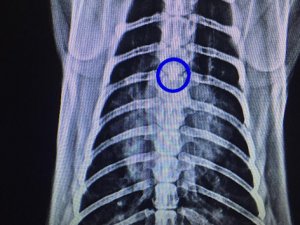 Kedinin soluk borusundan çıkan cisim şoke etti