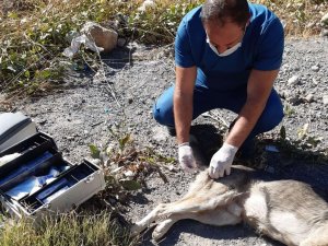 Acılar çeken köpeğin makatında bez parçası çıktı