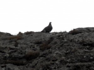 Çok nadir rastlanan ur kekliği görüntülendi