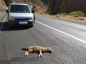 Aracın çarptığı tilki telef oldu