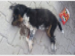 Yavru köpeğin ayaklarını bağlayıp denize attılar