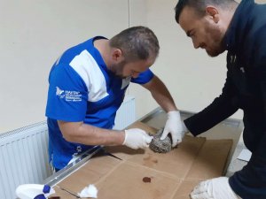 Yaralı bulunan Kirpi tedavi altına alındı