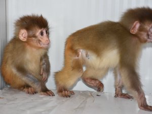 Bir araçta 2 Örümcek maymun ele geçirildi