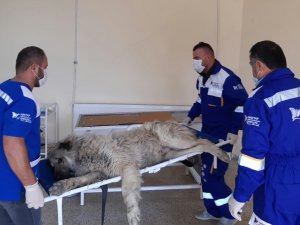 Hakkari’de sokak hayvanlarının bakım ve tedavileri yapıldı