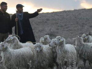150 bin çoban ithal edeceğiz