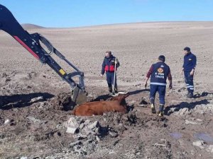 Çamura saplanan inek kurtarıldı...