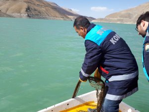 Zernek Barajındaki balıkların stok tespit çalışması yapıldı