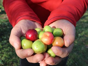 Ağaçlar Kasım ayında erik verdi