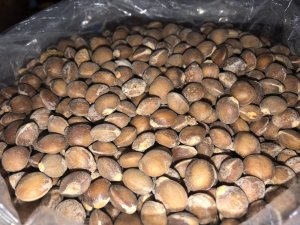 Fiyatı altınla yarışıyor!