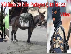 Şüpheli katır imha edildi