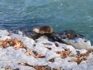 Şemdinli’de su samuru görüntülendi