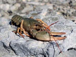 Van Gölü Havzası'nda 600 bin yıldan sonra ilk kez görüldü