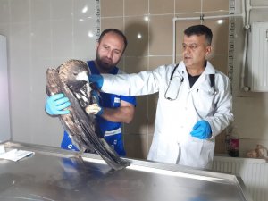 Yaralı kaya kartalı tedavi altına alındı