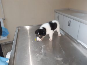 Yavru köpek donmaktan kurtarıldı