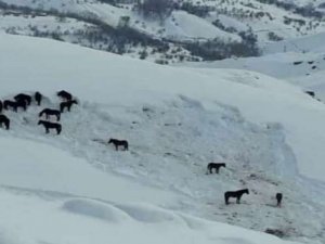 Hakkari’de at sürüsü ölüme terk edildi