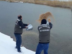 Yabani hayvanlar için yem takviyesi