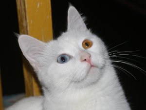 Her aileye bir Van kedisi