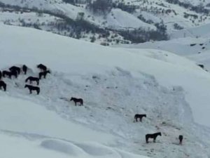 Hakkari Valiliği sahipsiz atlara sahip çıktı