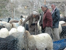 Kurbanlıklar alıcı bekliyor