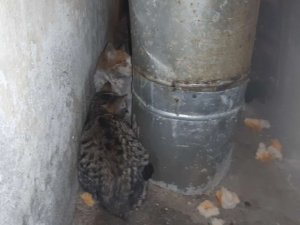 Hakkari’de donmak üzere olan kediler kurtarıldı