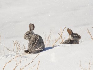Daimi misafirler tavşanlar