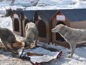 Yüksekova'ya köpek barınağı