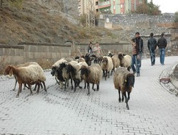 Hakkari'de kurban hizmetleri toplantısı