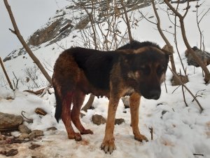 Kurtların saldırdığı köpek tedavi altına alındı