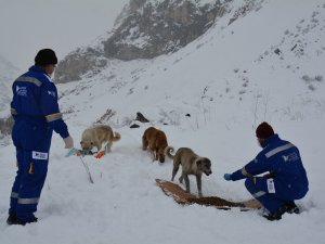 Karda sokak hayvanlarını elleriyle beslediler