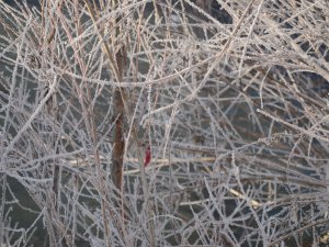 Beytüşşebap eksi 19 dereceyi gördü..