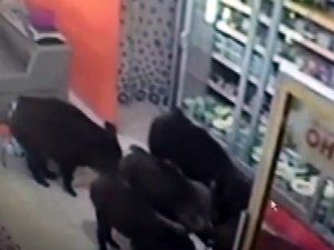 Bir mahalleyi domuzlar bastı