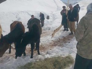 Ölüme terk edilen hayvanlara köylüler sahip çıktı