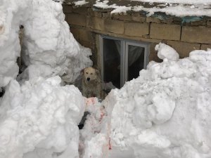 Hakkari'de kurtlar şehre indi