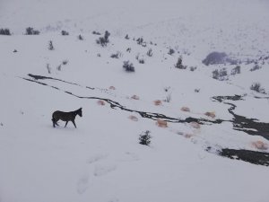 Uludere'de doğaya yem bırakıldı