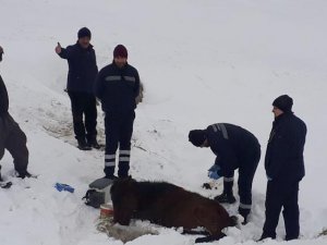 Hakkari’de soğukta ayakları donan At kurtarıldı