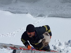 Dereye düşen yavru köpek kurtarıldı