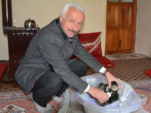 Erken doğan kuzulara bebek gibi bakıyorlar